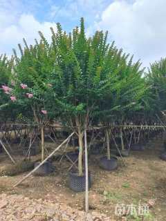 15公分小叶紫薇