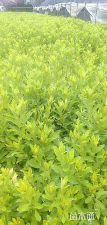 高度30厘米毛鹃