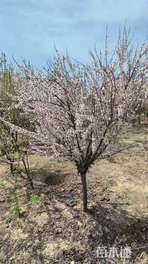 高度350厘米珍珠梅