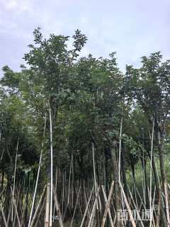 9公分黄花风铃木