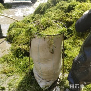 高度10厘米伊乐藻