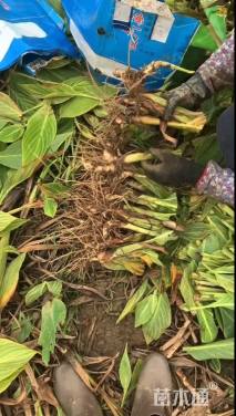 高度30厘米花叶美人蕉