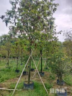 8公分黄花风铃木