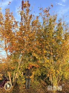 高度500厘米丛生五角枫
