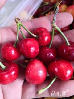 高度100厘米美早大樱桃