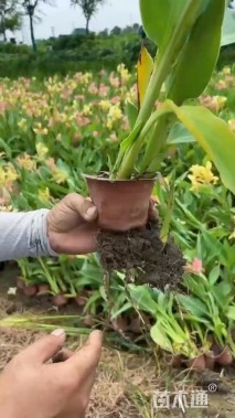 高度50厘米美人蕉