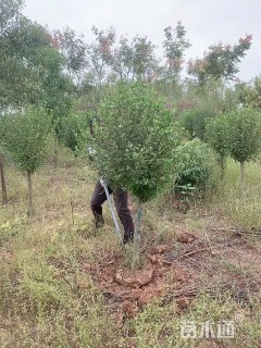 高度200厘米木槿