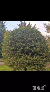 冠幅170厘米火棘球