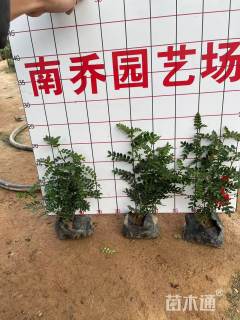 高度30厘米胡椒木袋苗容器苗