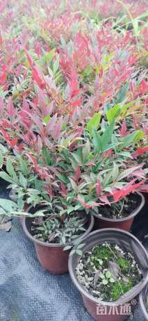 高度26厘米南天竹