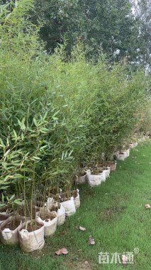 容器苗早园竹