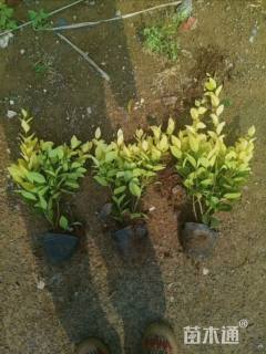 高度50厘米金森女贞