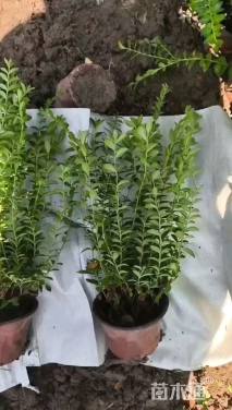 高度30厘米满天星