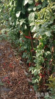 151厘米藤本月季