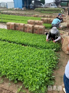 高度10厘米松果菊