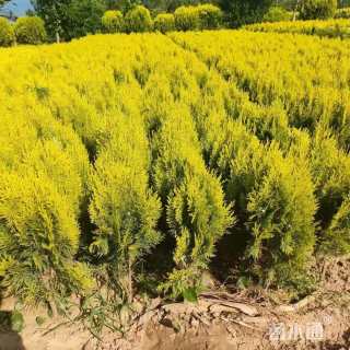 冠幅60厘米洒金柏球