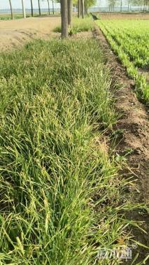 高度25厘米崂峪苔草