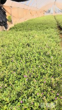 高度25厘米满天星