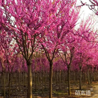 高度250厘米紫荆