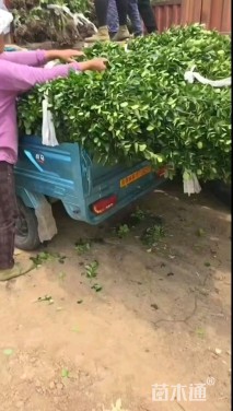 高度180厘米北海道黄杨