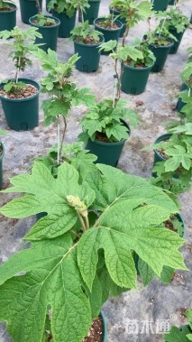 高度50厘米绣球