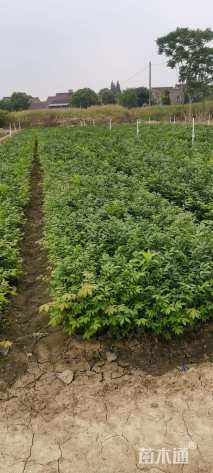 容器苗火焰卫矛