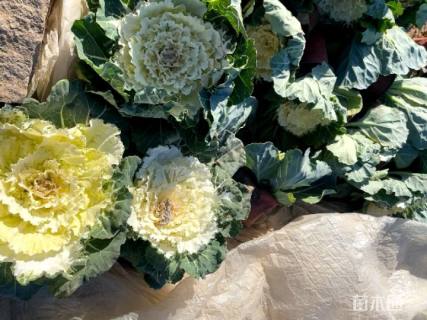 高度15厘米羽衣甘蓝