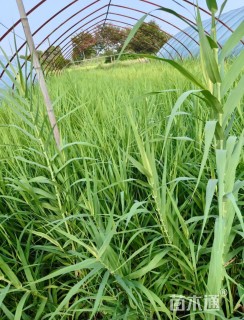 高度30厘米花叶芦竹