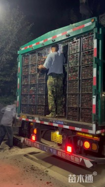 高度40厘米红掌