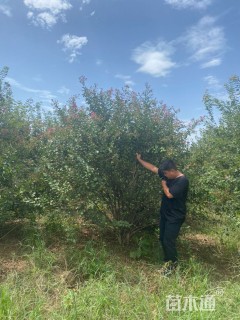 高度300厘米丛生紫薇