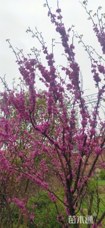 高度100厘米紫荆