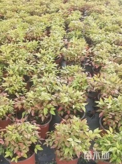 高度25厘米火焰南天竹