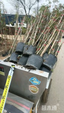 高度100厘米木香