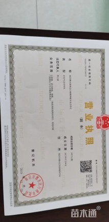 5公分山核桃