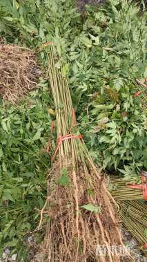 高度90厘米栾树小苗