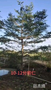 10公分小叶榄仁