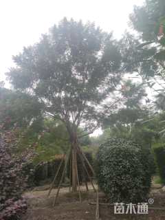 20公分蓝花楹