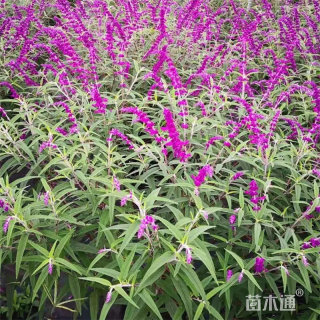 高度100厘米鼠尾草