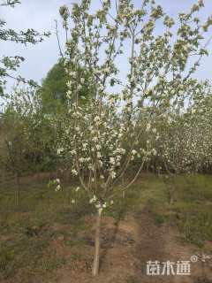 10公分苹果树