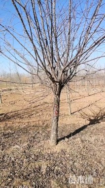 12公分绚丽海棠