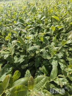 高度40厘米板栗