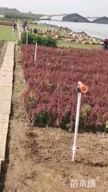 高度20厘米活血丹