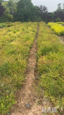 高度50厘米南天竹