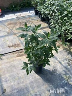 高度60厘米醉鱼草