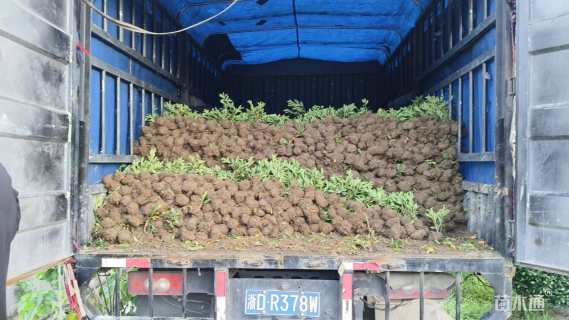 高度33厘米毛鹃