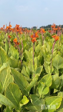 高度40厘米花叶美人蕉