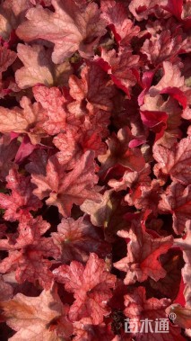 高度20厘米矾根