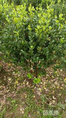 高度50厘米卫矛