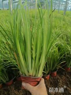 高度50厘米金叶石菖蒲