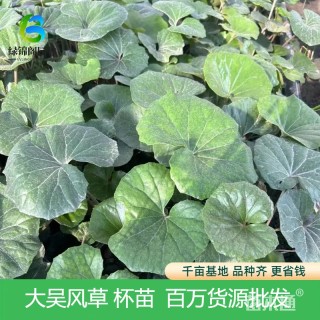 高度30厘米大吴风草